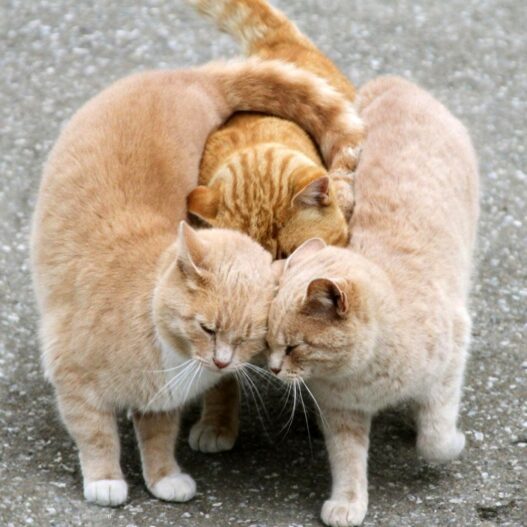 Cat Good Friends Simple 1024x1024