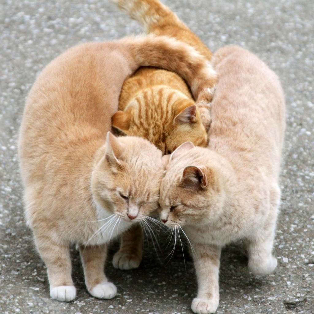 Cat Good Friends Simple