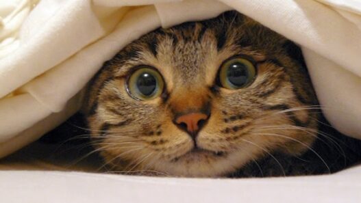 Cat Hiding Under Blanket