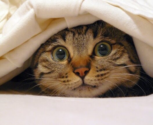Cat Hiding Under Blanket