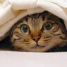 Cat Hiding Under Blanket