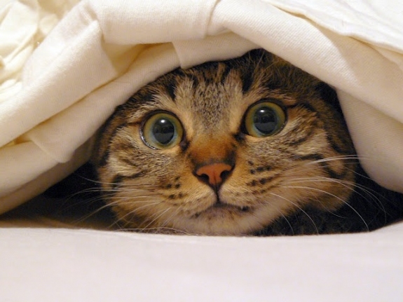 Cat Hiding Under Blanket