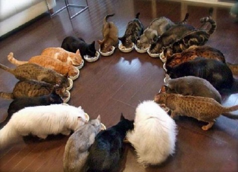 Circle of cats eating