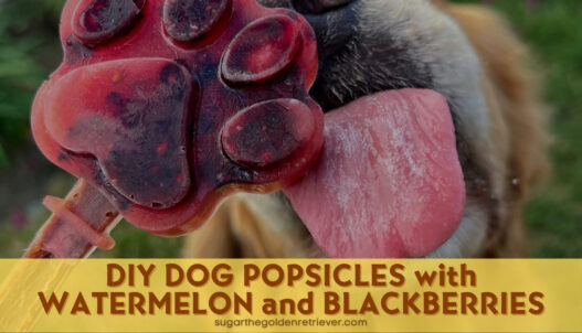DIY Dog Popsicles Watermelon and Blackberries