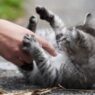 Discouraging aggressive behavior when playing with your kitten 16001188 800857158 0 0 7076896 500.j