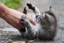 Discouraging aggressive behavior when playing with your kitten 16001188 800857158 0 0 7076896 500.j