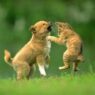 Dog Cat