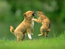 Dog Cat