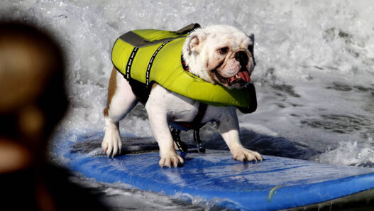 Dog Surf 07