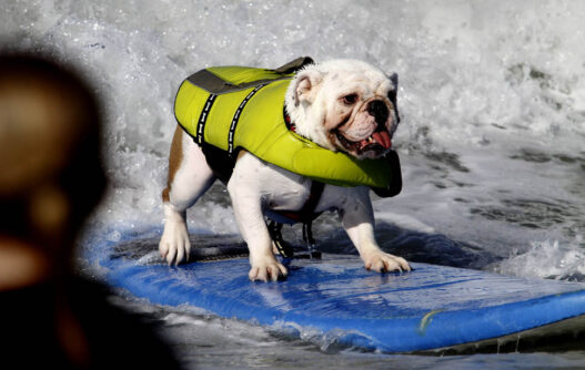 Dog Surf 07