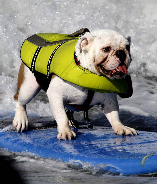 Dog Surf 07