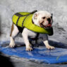 Dog Surf 07