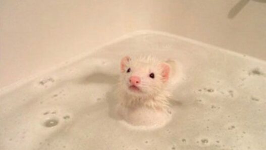 Ferret bath time