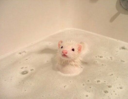 Ferret bath time