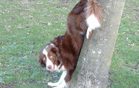 Funny dog pic