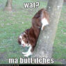 Funny dog pic