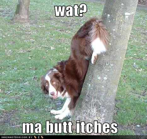Funny dog pic