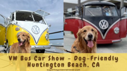 Golden Day VW Bus Car Show Dog Friendly Huntington Beach CA