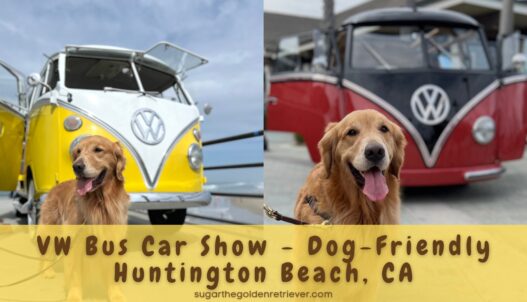 Golden Day VW Bus Car Show Dog Friendly Huntington Beach CA