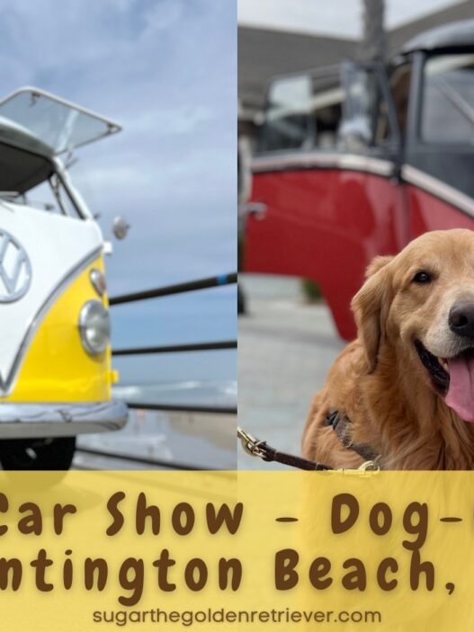 Golden Day VW Bus Car Show Dog Friendly Huntington Beach CA