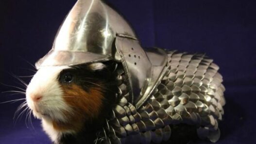 Guinea pig text