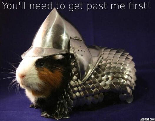 Guinea pig text