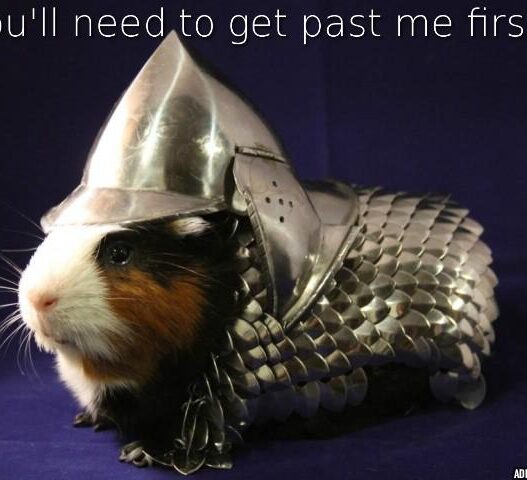 Guinea pig text