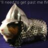 Guinea pig text