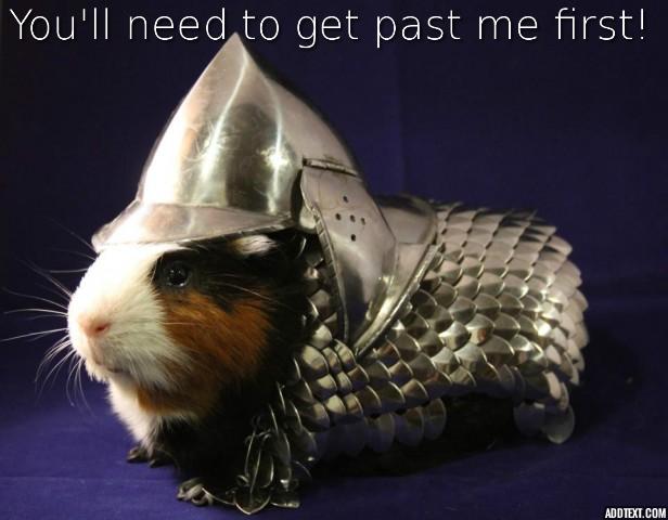 Guinea pig