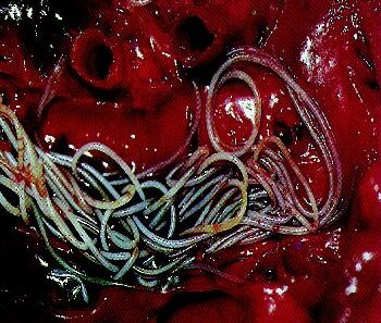 Heartworms