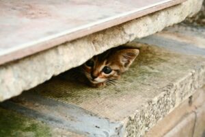 Hiding Cat Is Ashamed Of His Poor Tip