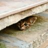 Hiding Cat Is Ashamed Of His Poor Tip