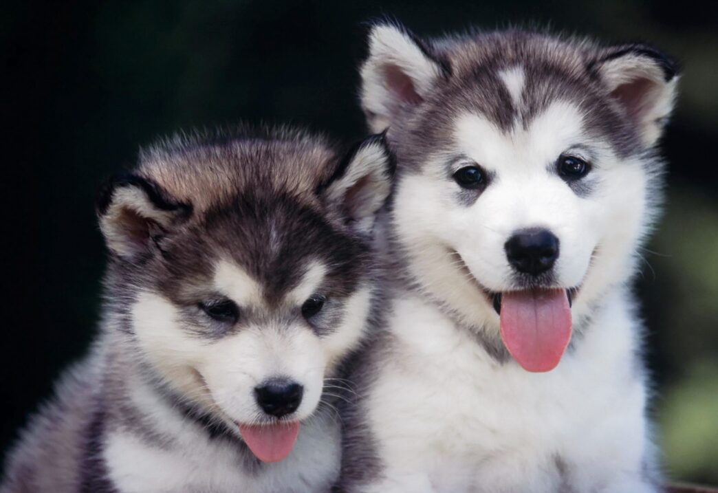 Huskies funny puppies