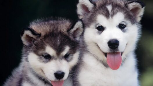 Huskies funny puppies