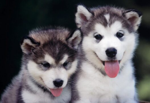 Huskies funny puppies