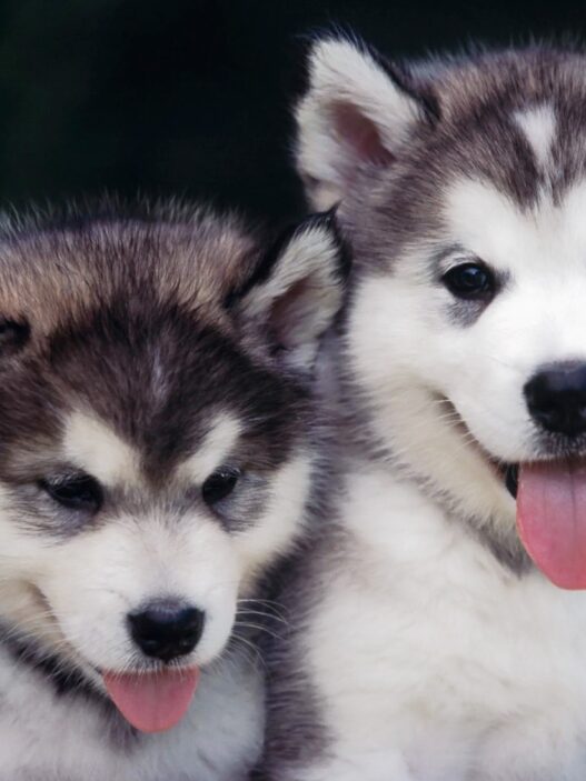 Huskies funny puppies
