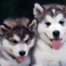 Huskies funny puppies