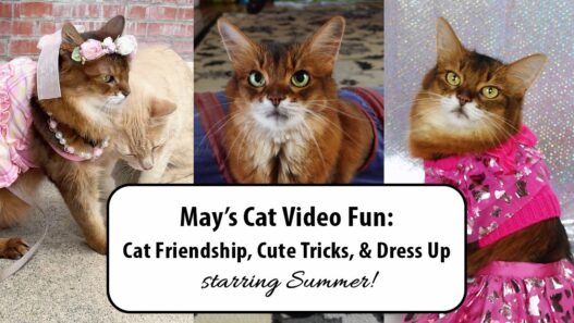 May Cat Videos 2025