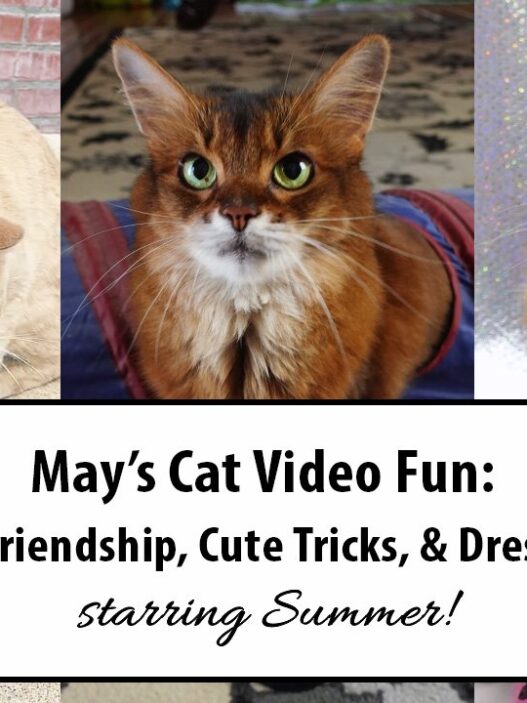 May Cat Videos 2025