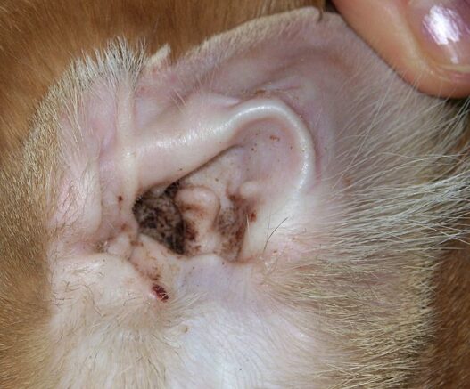Natural remedy cat ear mites
