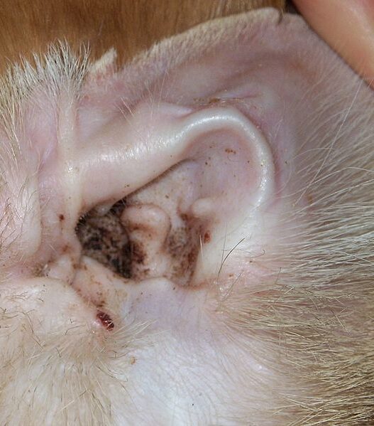 Natural remedy cat ear mites