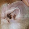 Natural remedy cat ear mites