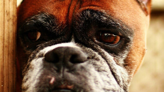 Nutrition of the Old Dog Boxer
