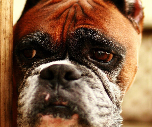 Nutrition of the Old Dog Boxer