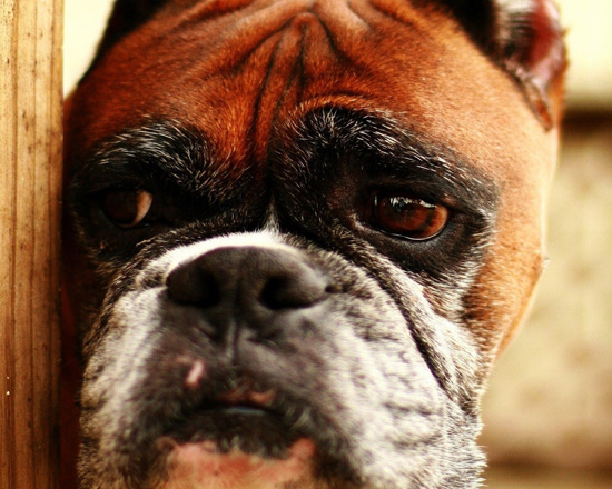 Nutrition of the Old Dog