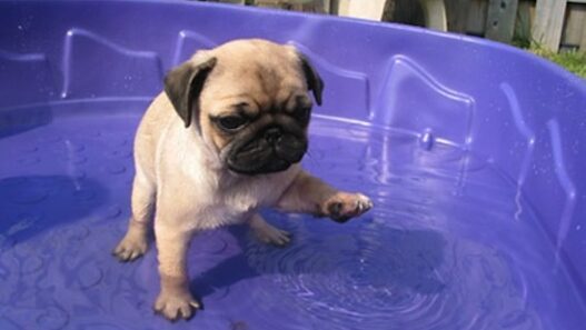 Puppy9
