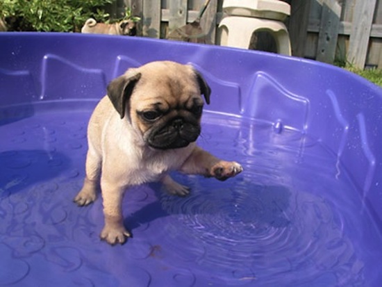 Puppy9