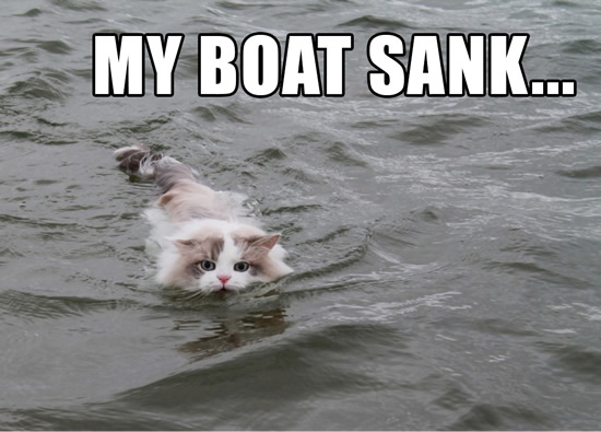 Random cat found swimming to shore from the middle of the lake