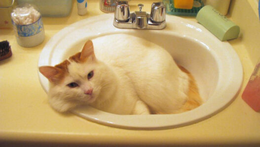 Red Tabby Turkish Van