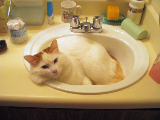 Red Tabby Turkish Van